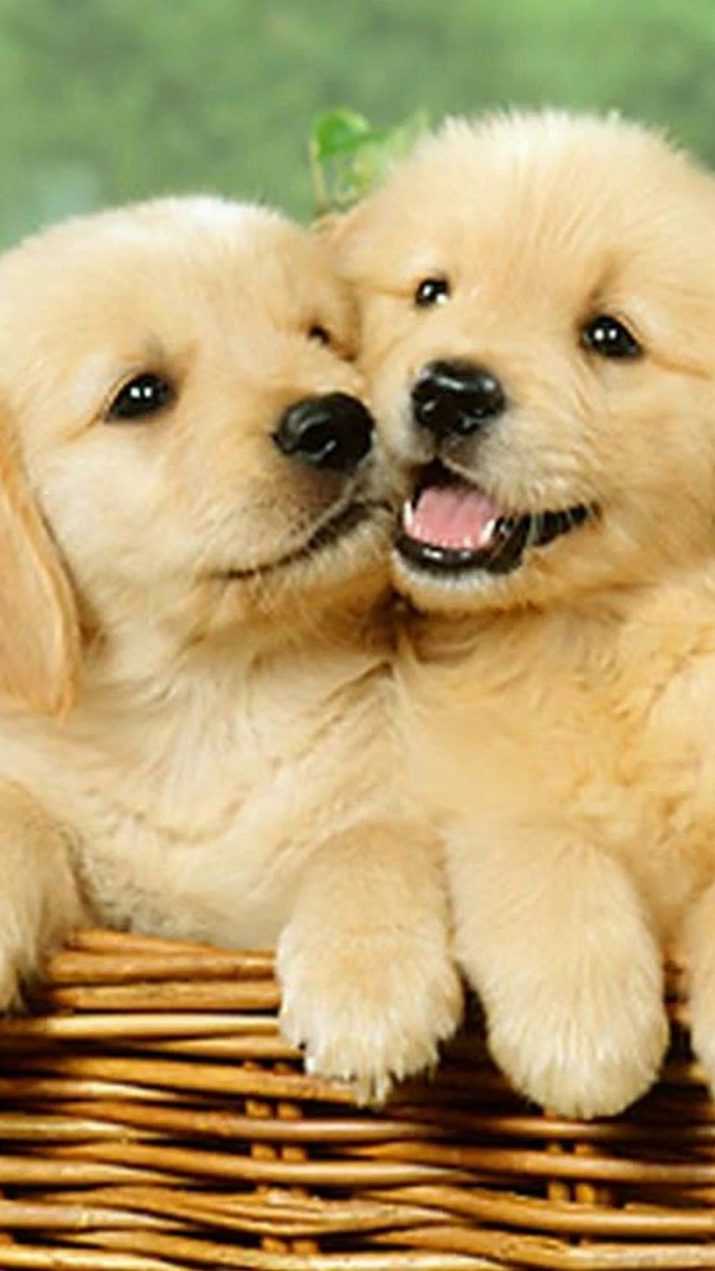 Cute Puppy Wallpaper - NawPic