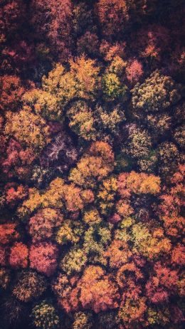 Autumn phone Wallpaper