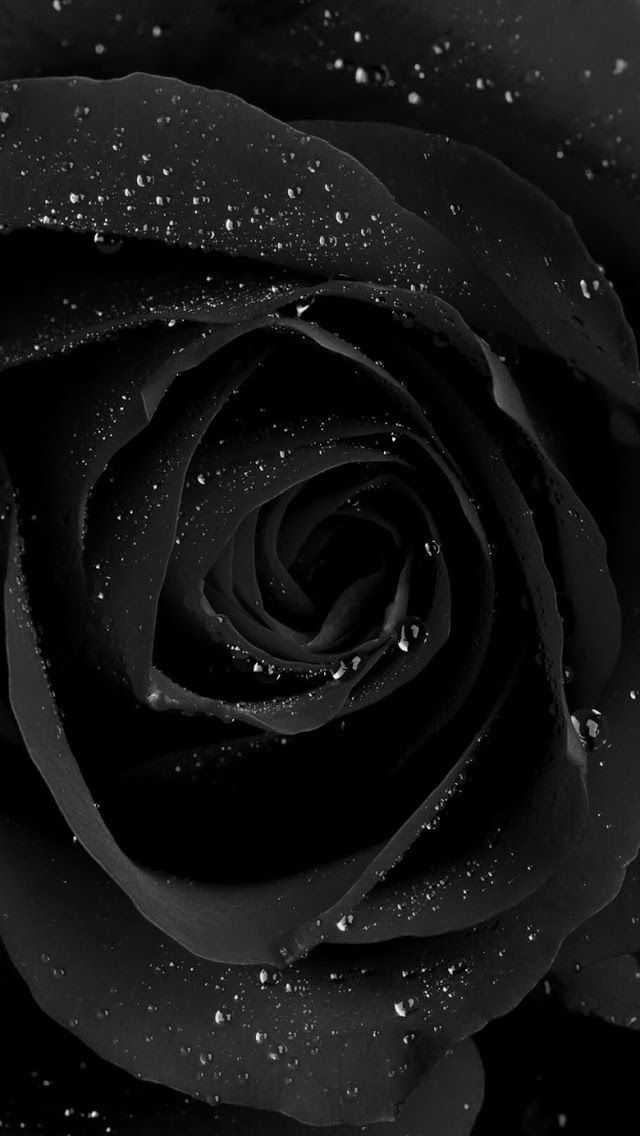 Dark black rose with water droplets  Pixexid