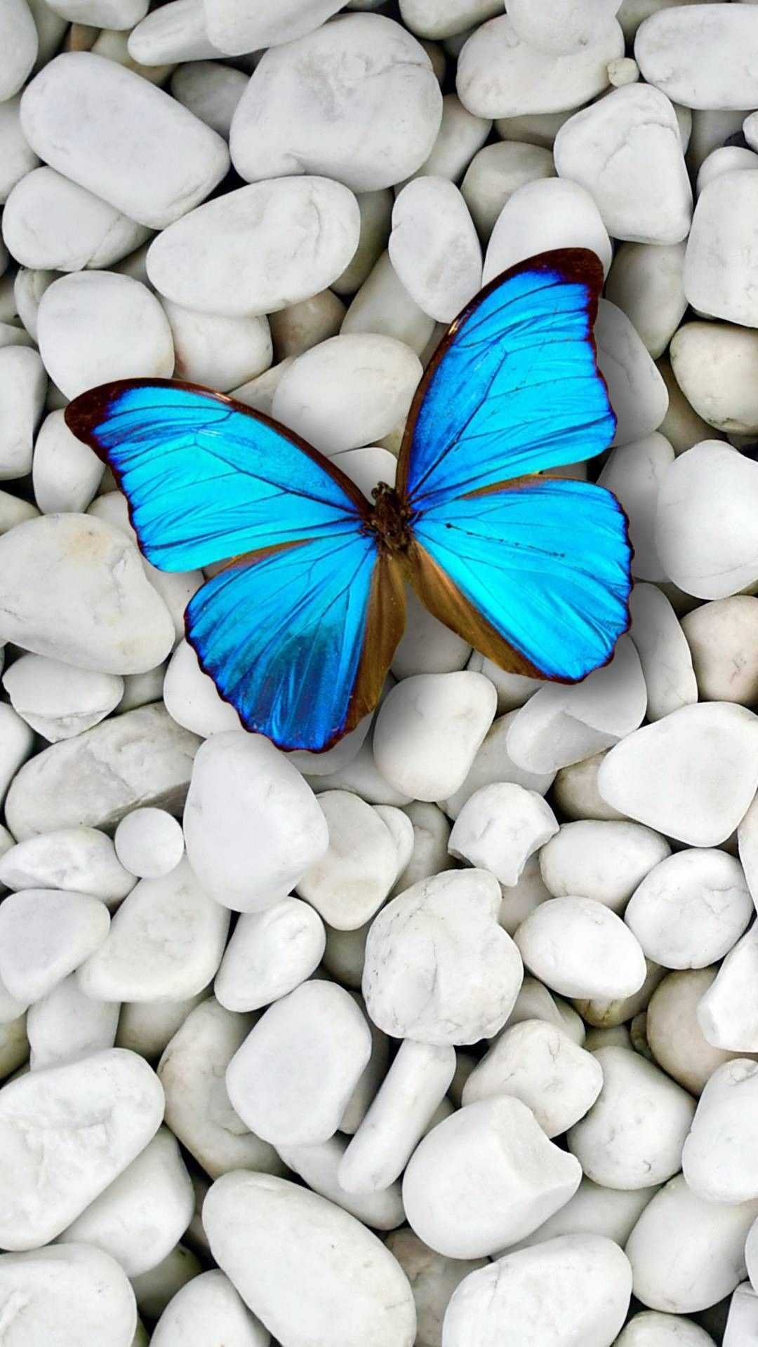 Blue Butterfly Wallpaper - NawPic