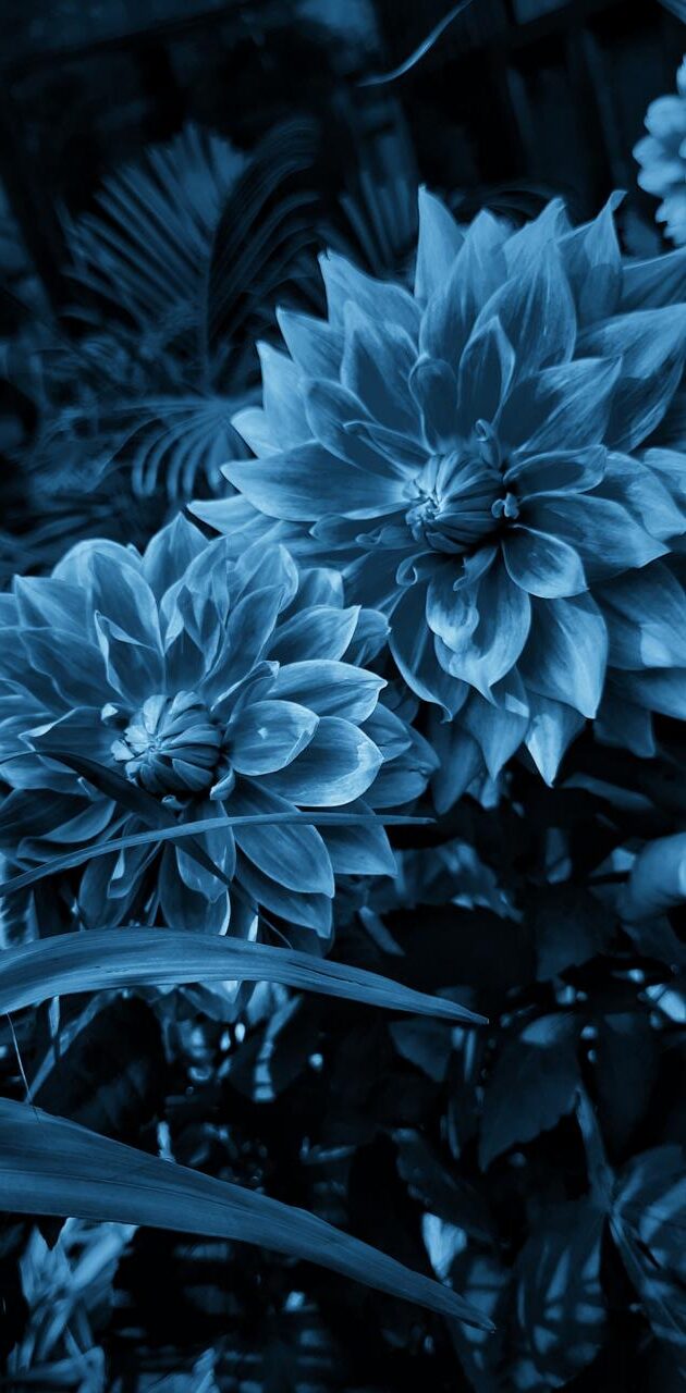 Blue Flower Wallpaper - NawPic