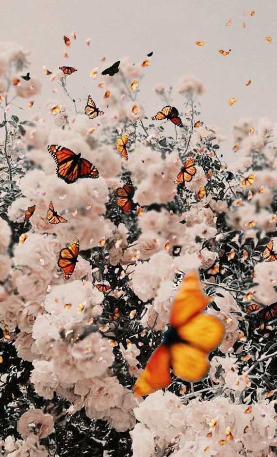 Butterflies Wallpaper