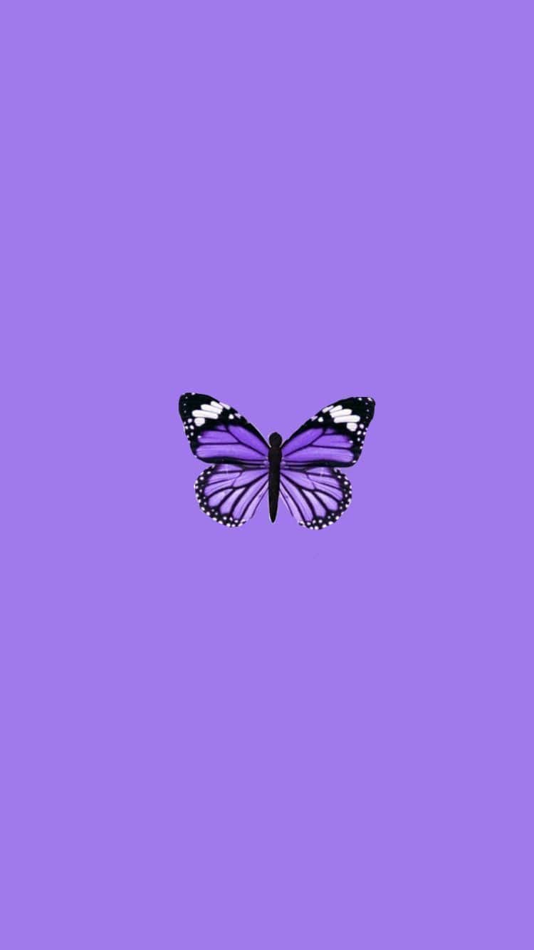 Butterfly Aesthetic Wallpaper - NawPic