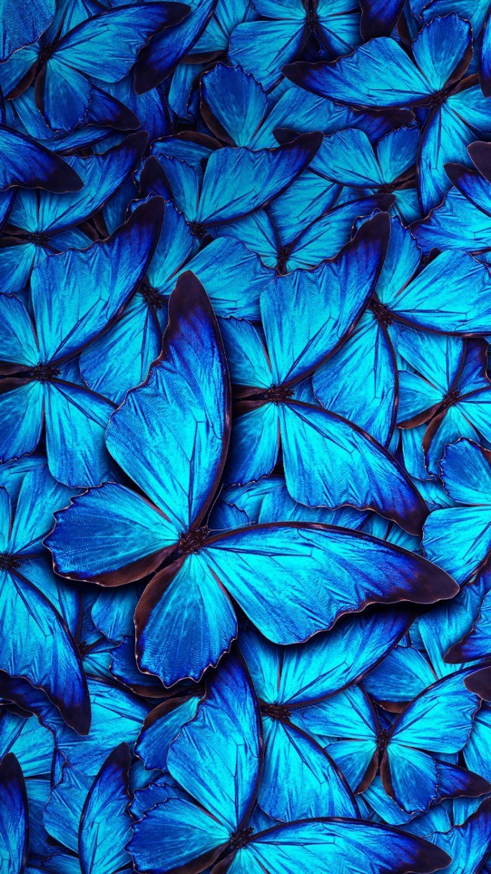 Butterfly Aesthetic Wallpaper APK for Android Download