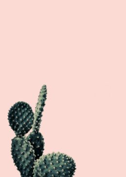 Cactus Background Wallpaper