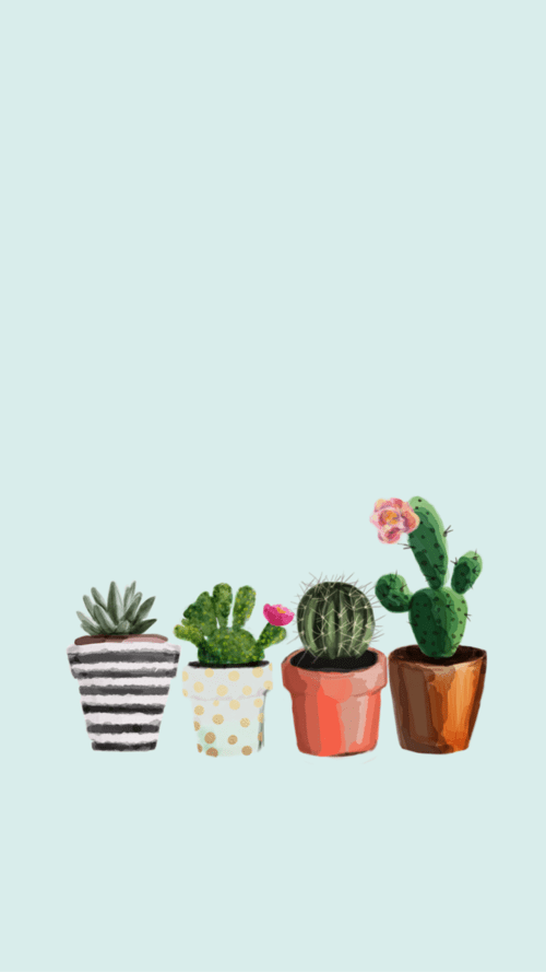 Cactus Wallpaper buy at the best price with delivery  uniqstiq