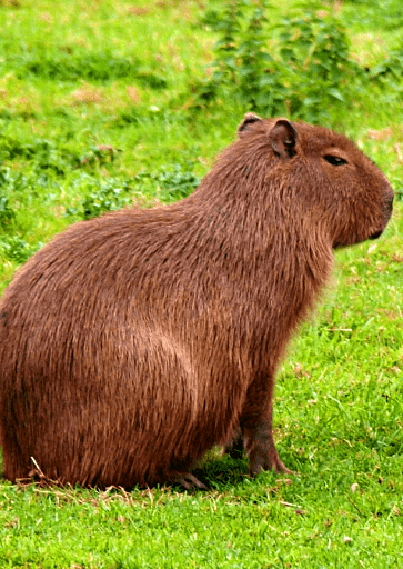 Animal Capybara HD wallpaper  Peakpx