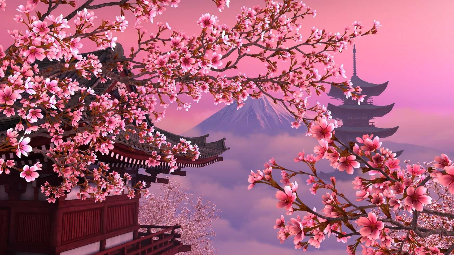 Cherry Blossom Desktop Wallpaper - NawPic