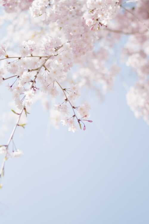 Cherry Blossom High Resolution Wallpaper