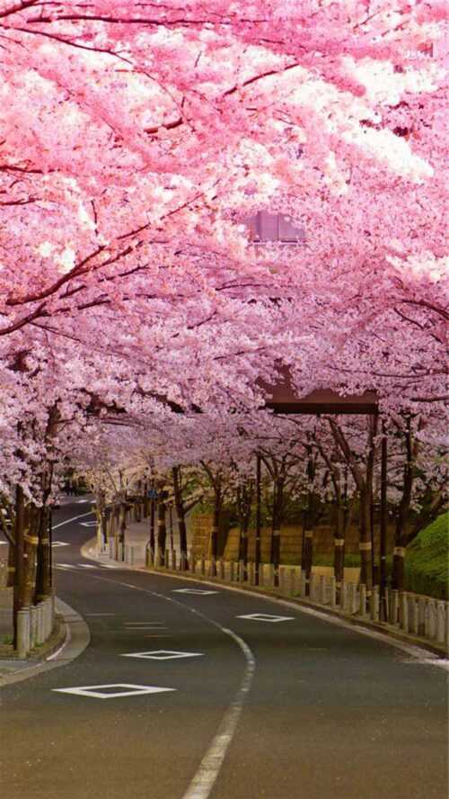 Cherry Blossom Iphone Wallpaper