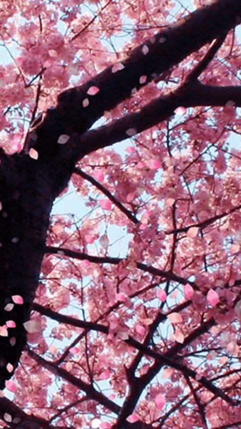 Cherry Blossom Wallpaper - NawPic