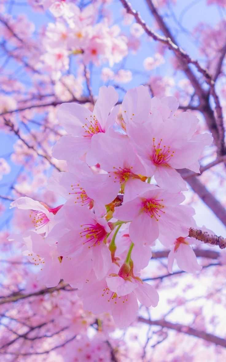 Hình nền hoa anh đào Cherry Blossom sẽ khiến bạn như đang đứng giữa một vườn hoa rực rỡ, nở rộ. Hãy tải ngay để tận hưởng khoảnh khắc thư giãn tuyệt vời!