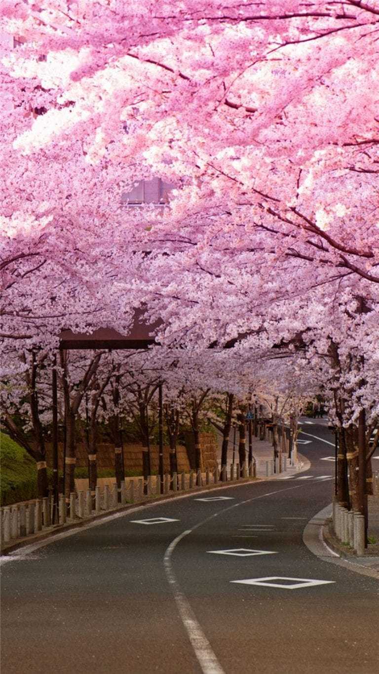 Sakura wallpaper aesthetic  Cherry blossom wallpaper Cherry blossom  wallpaper iphone Anime scenery wallpaper