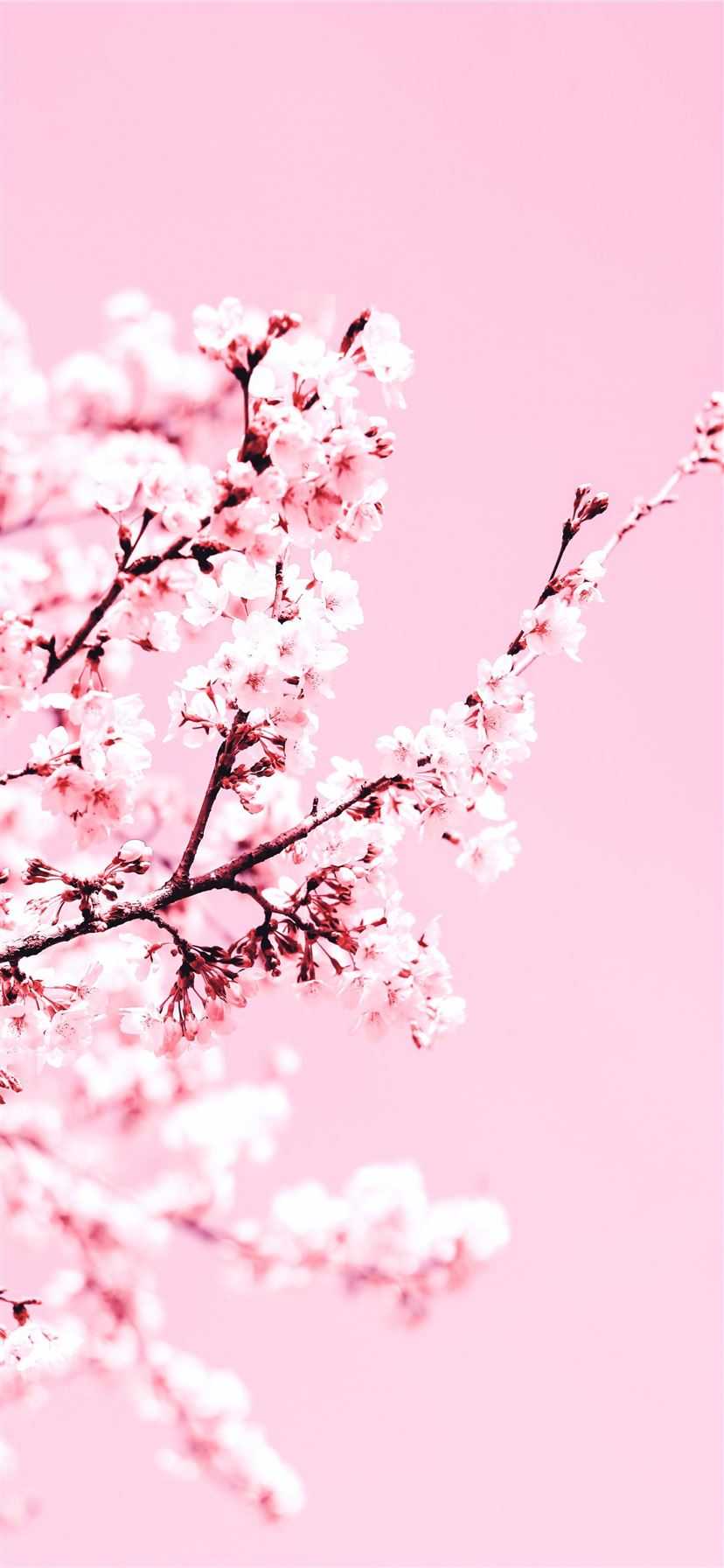 Cherry Blossom Wallpaper - NawPic