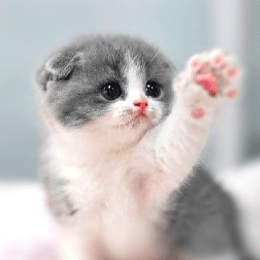 Cute Cat Wallpaper