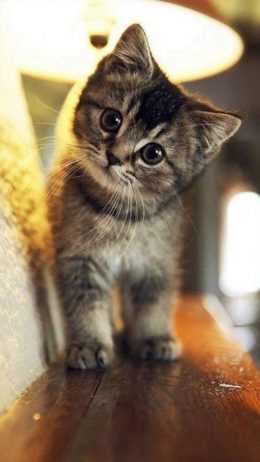Cute Cat Wallpaper
