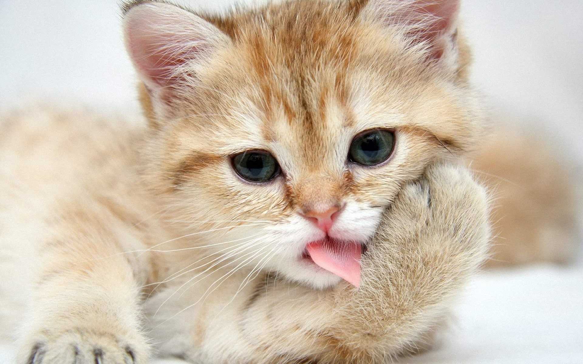 Cute Cat Wallpaper - NawPic