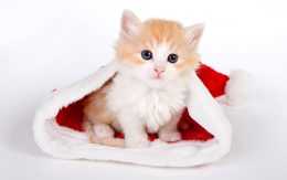 Cute Cat Wallpaper