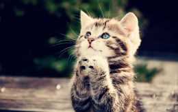 Cute Cat Wallpaper