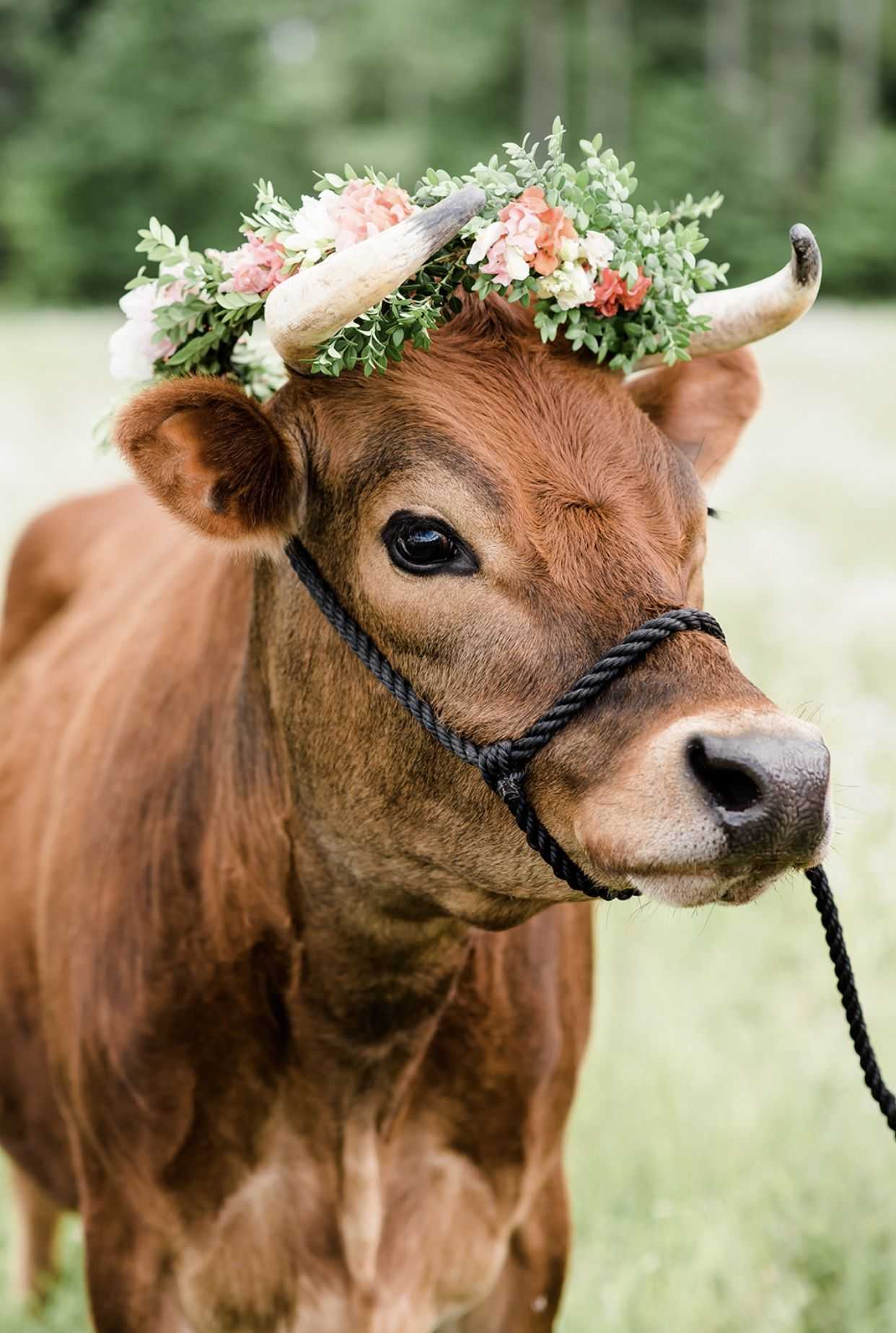 Cute Cow Wallpaper - NawPic