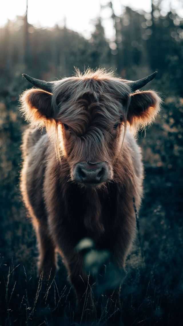 Cute Cow Wallpaper - NawPic