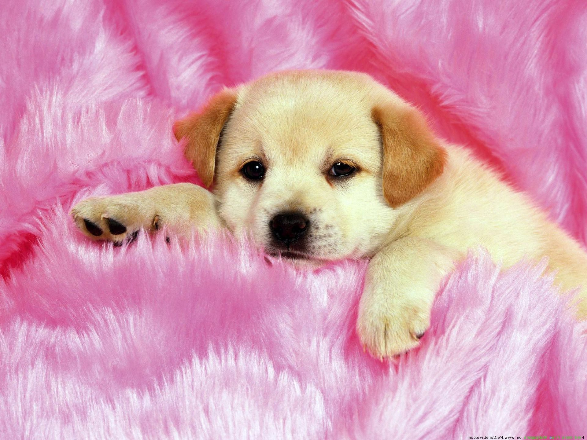 Aesthetic Cute Dog Wallpaper Laptop - img-daffodil