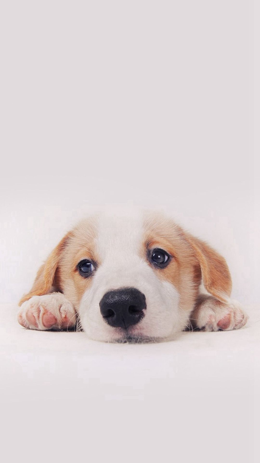 Cute Dog Wallpaper - NawPic
