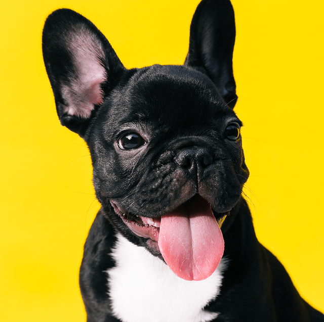 Cute Dogs Wallpaper