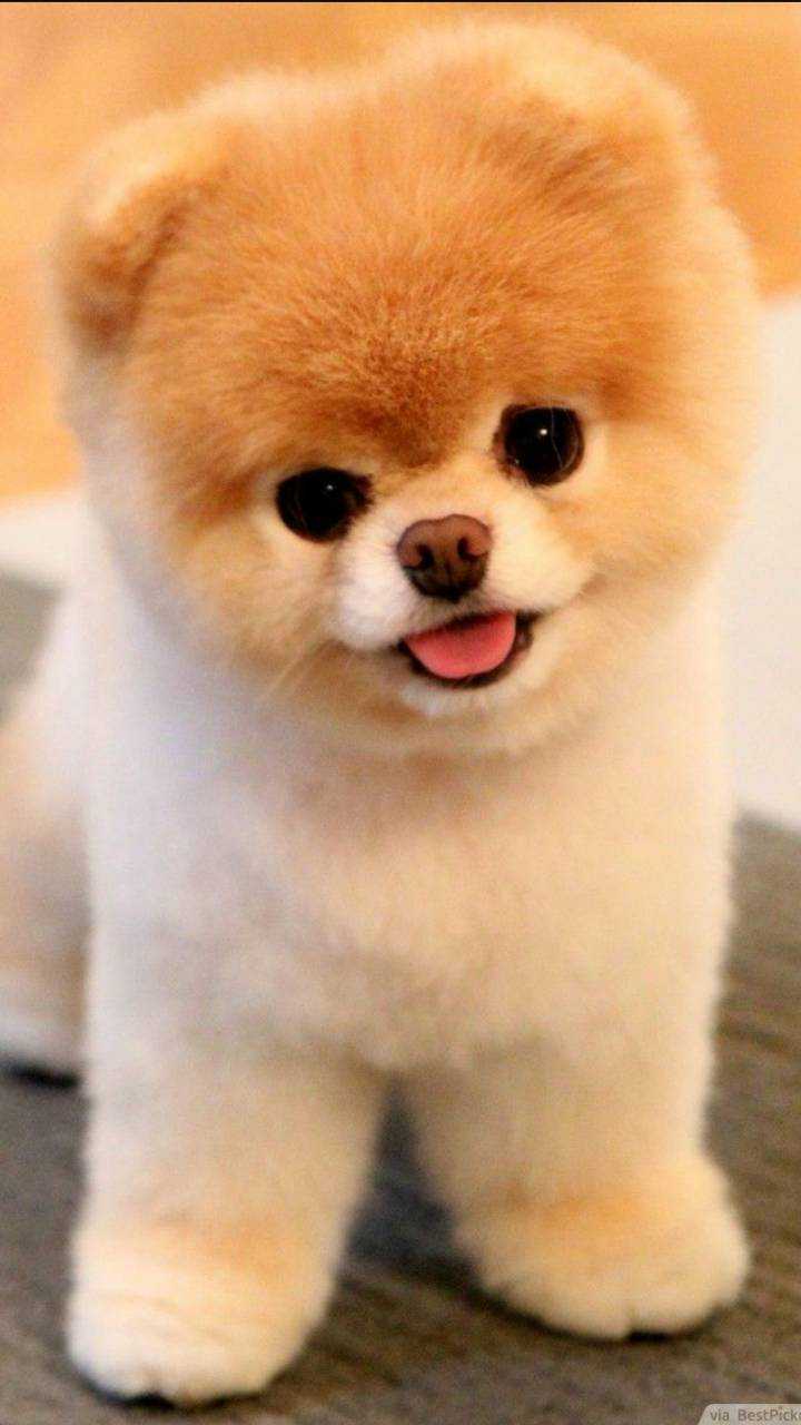 Cute Puppy Wallpaper