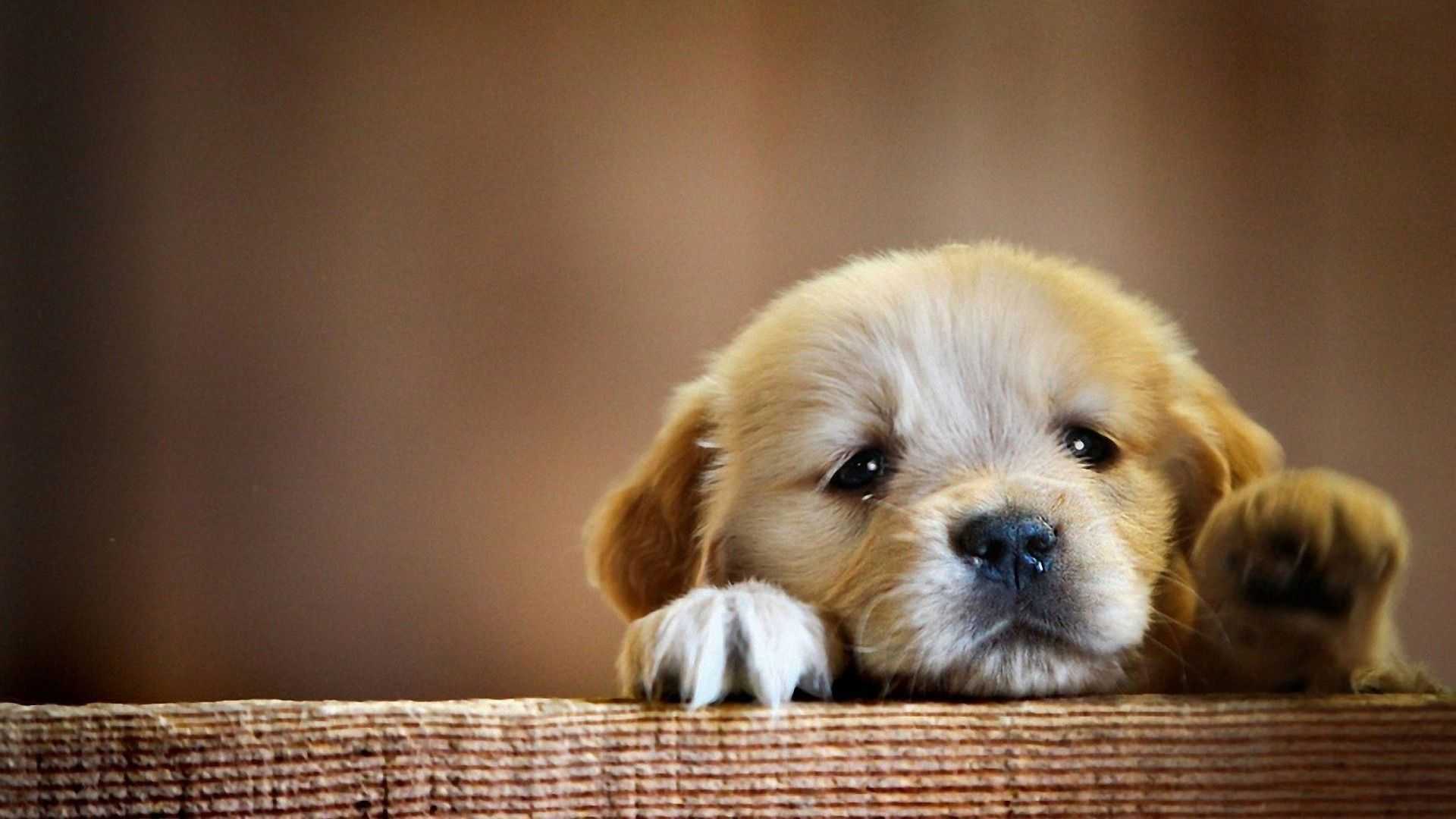 Cute Puppy Wallpaper - NawPic