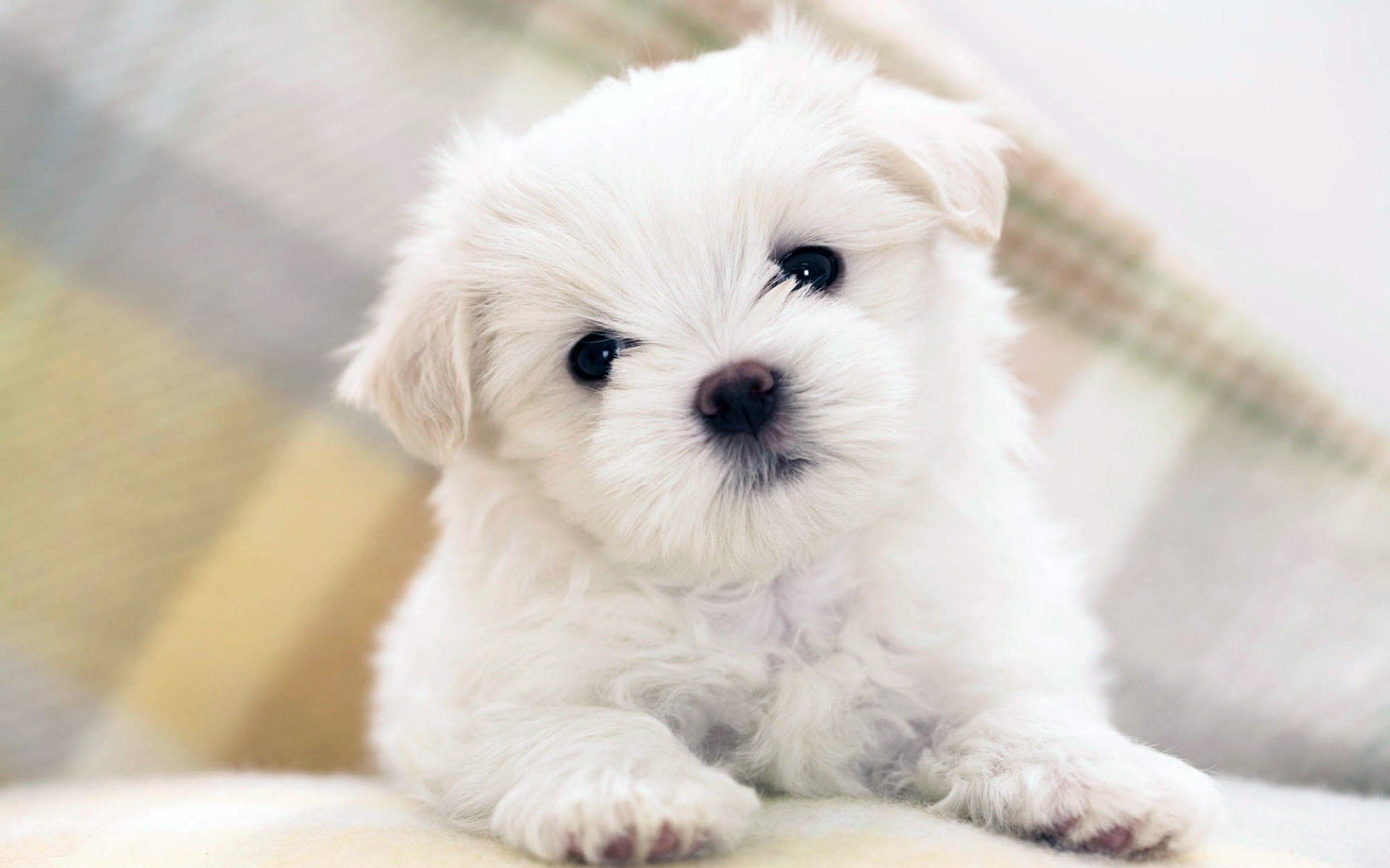 Милые собачки на телефон. Мальтийская болонка бежевая. Мальтийская болонка мальтипу. Бишон Болоньез Мальтийская болонка. Маленькая белая собачка Бишон.