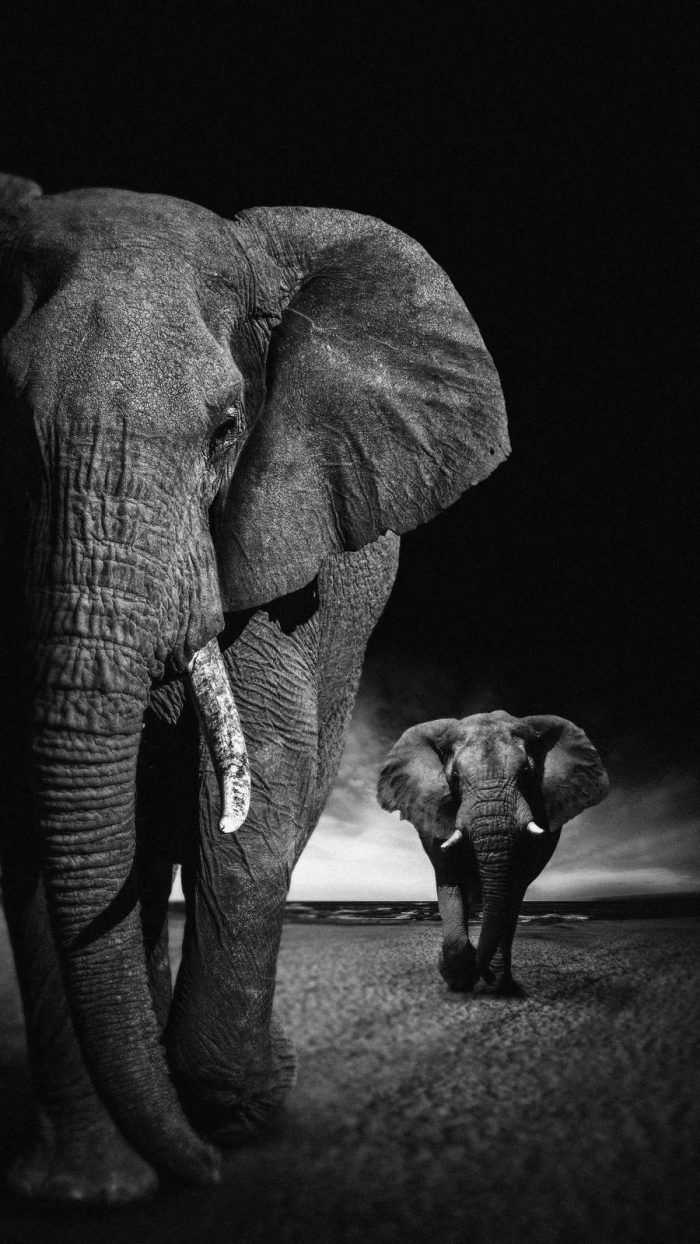 Tiffany Ferguson on Art Elephant  Elephant artwork Elephant canvas Cute  Girly Elephant HD phone wallpaper  Pxfuel
