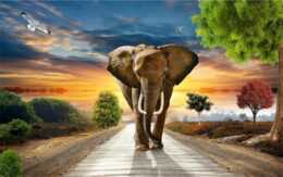 Elephant Wallpaper