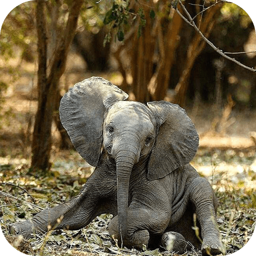 Wallpaper Africa WWF Elephant Baby Elephant images for desktop section  животные  download