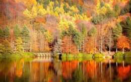 Fall Background Wallpaper