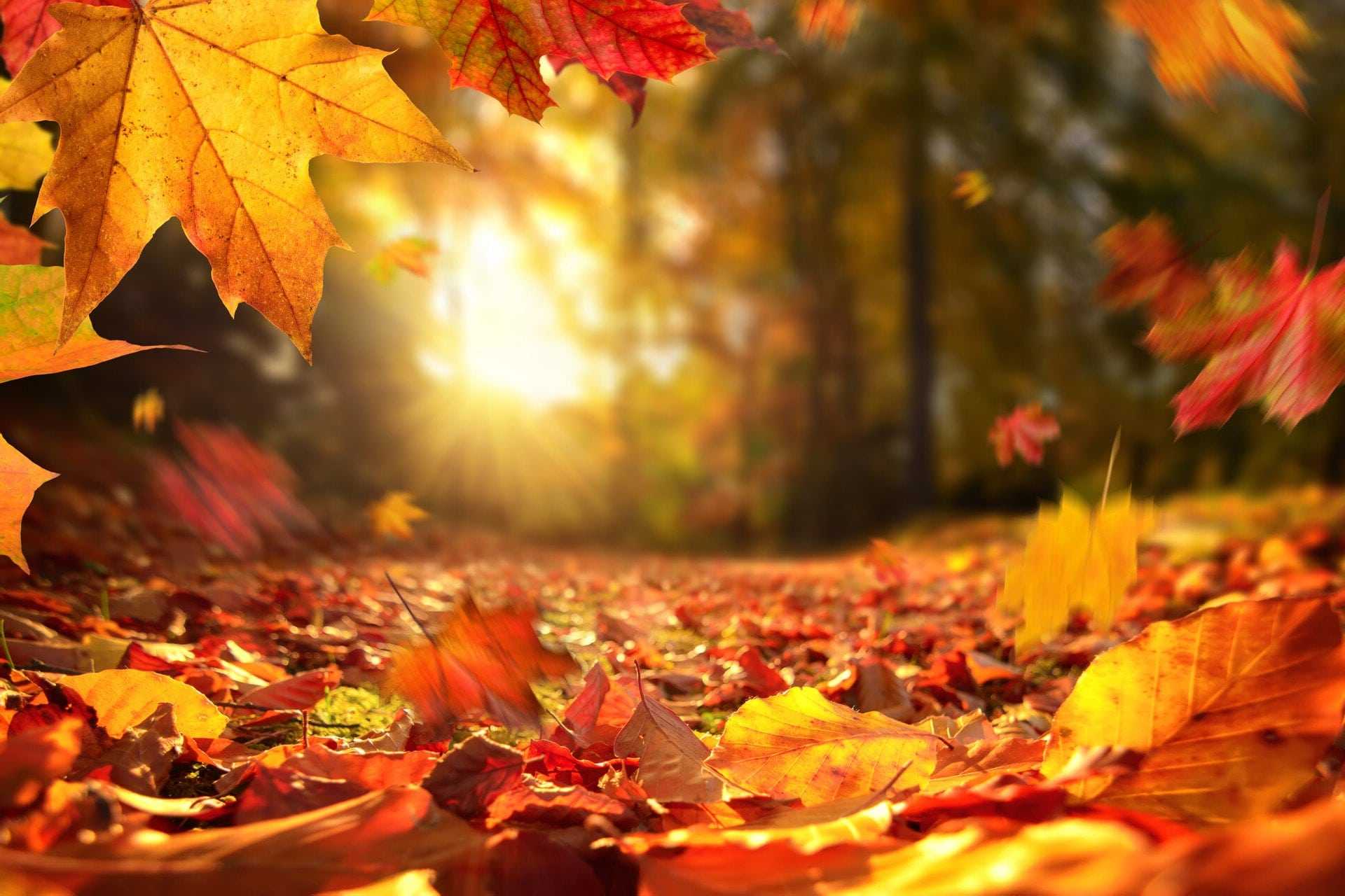 HD wallpaper leaf water autumn leaves nature  Wallpaper Flare