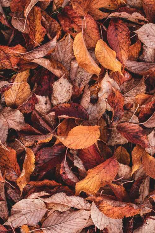 Fall Leaves Wallpaper