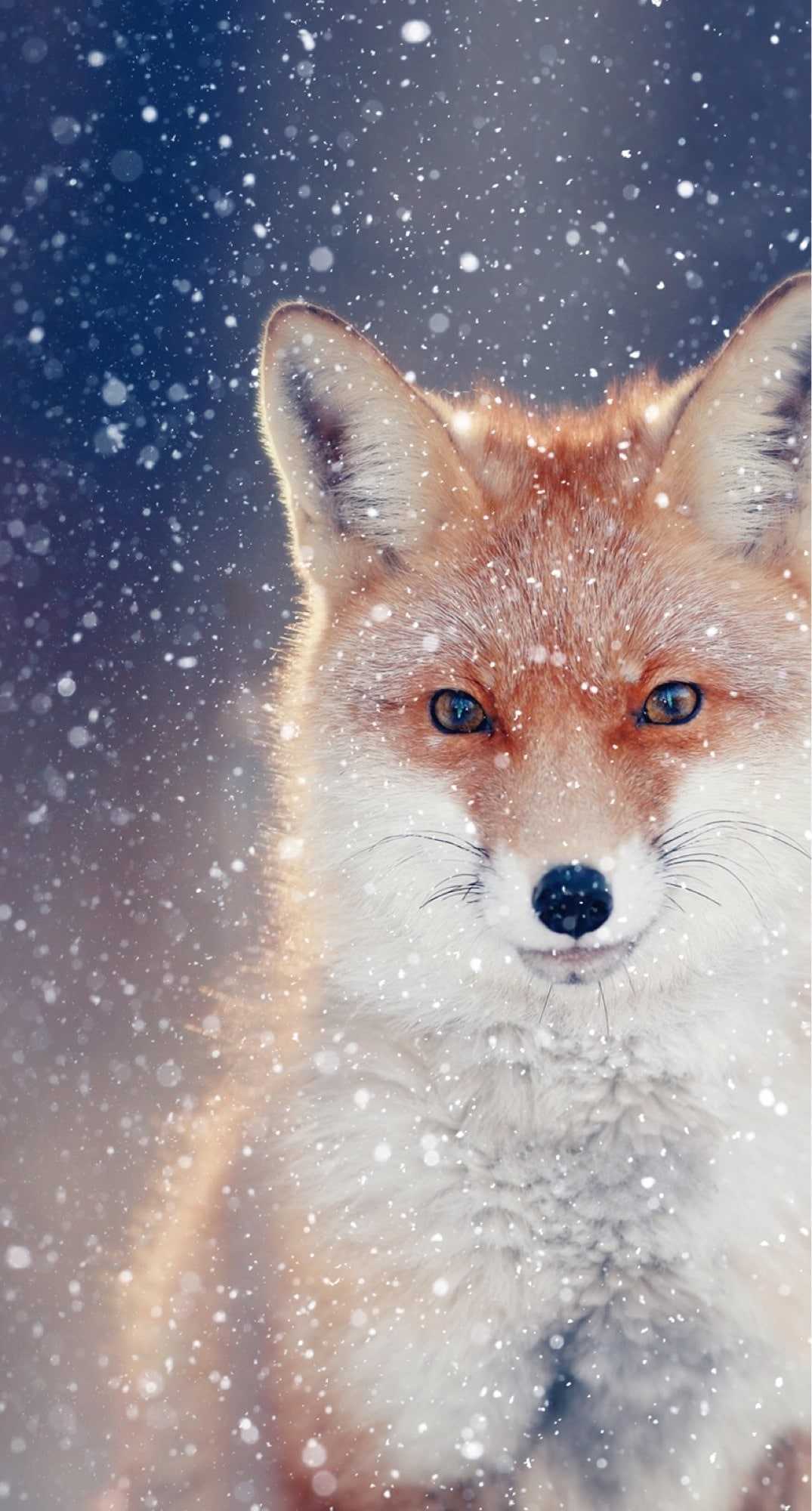 Anime Love Fox Wallpapers  Wallpaper Cave