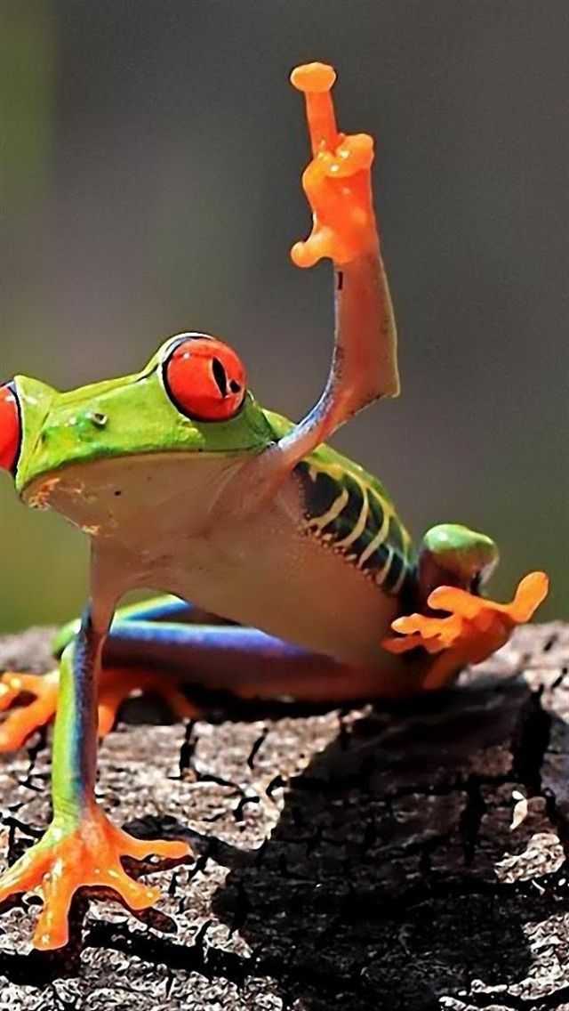 Frog Aesthetic Wallpaper Cute - Draw-ninja