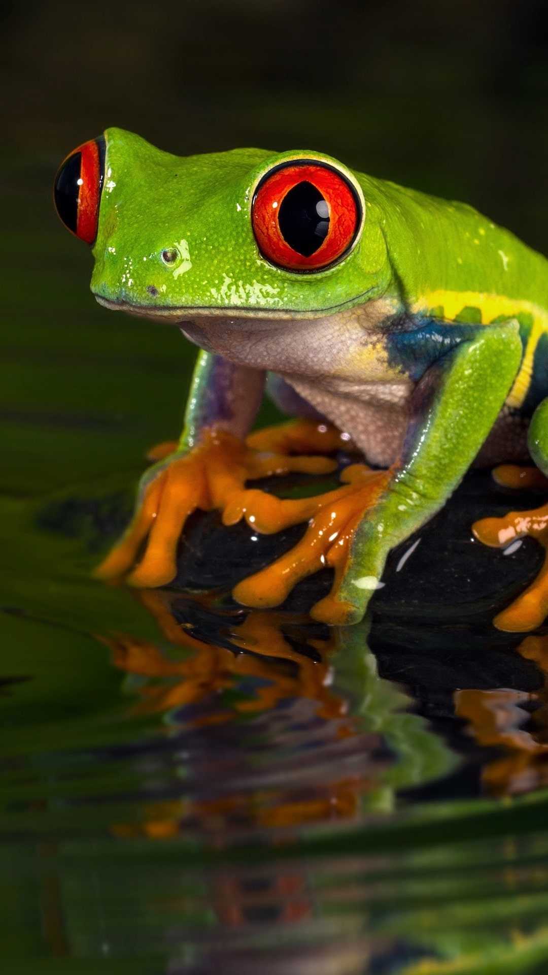 Frog Aesthetic Wallpaper Pc - Frog Full Hd Hdtv Fhd 1080p Wallpapers Hd