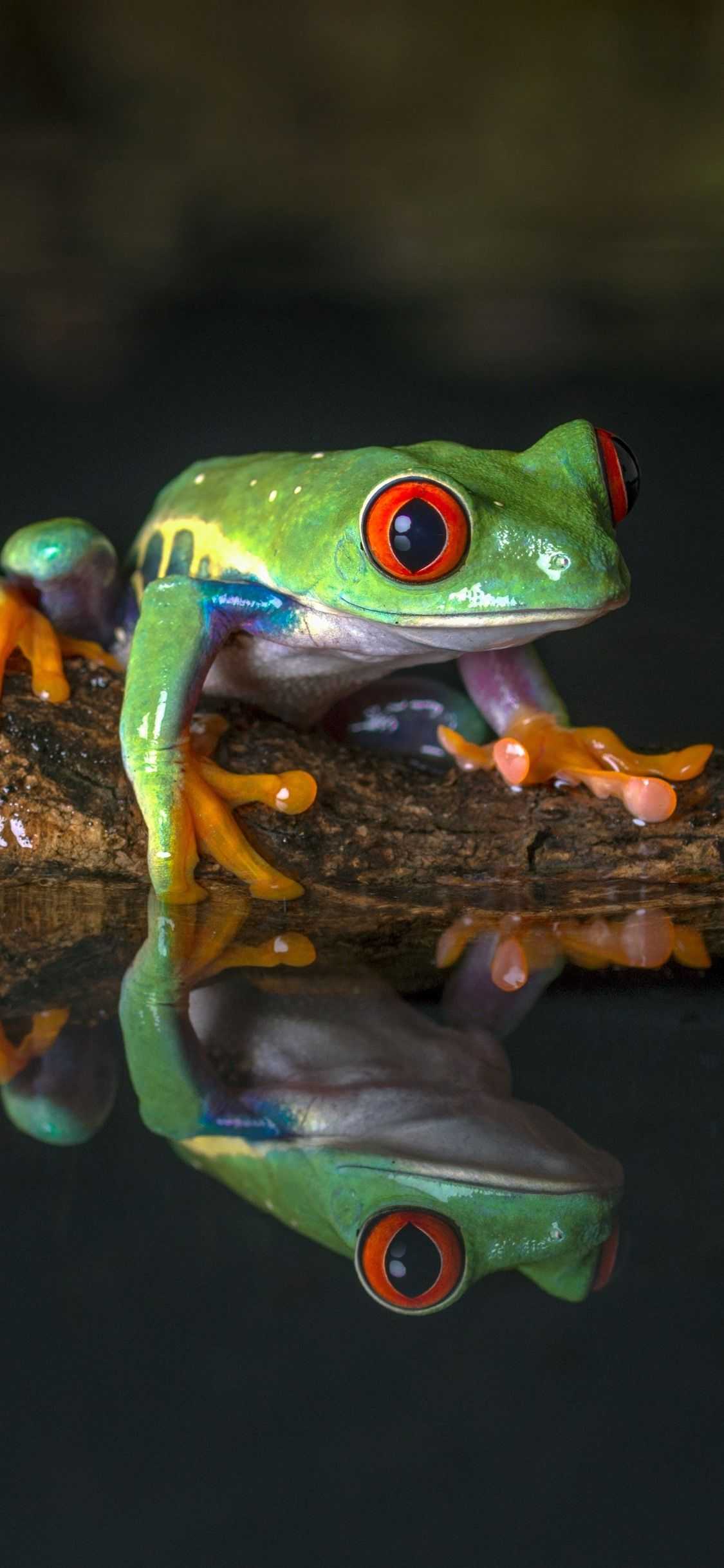 Green Frog Aesthetic Background - deepzwalkalone