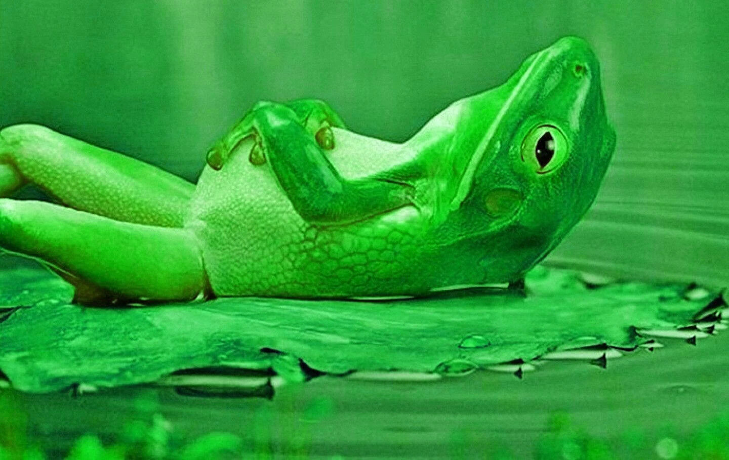 Cute Frog HD wallpaper