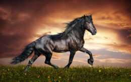 Horse Wallpaper
