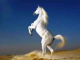 Horse Wallpaper