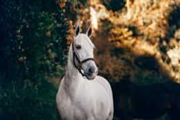 Horse Wallpaper