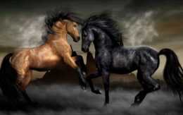 Horse Wallpaper