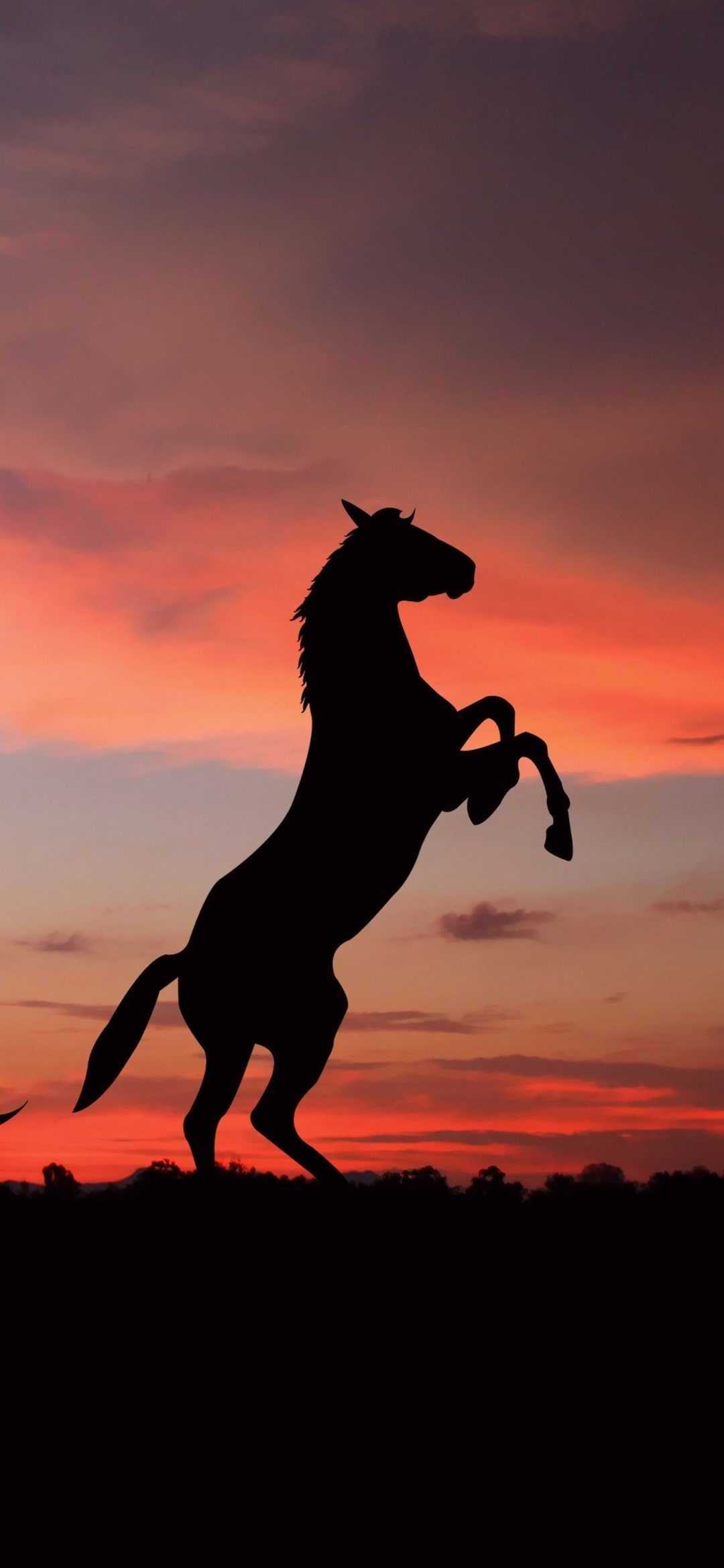 Horse Wallpaper
