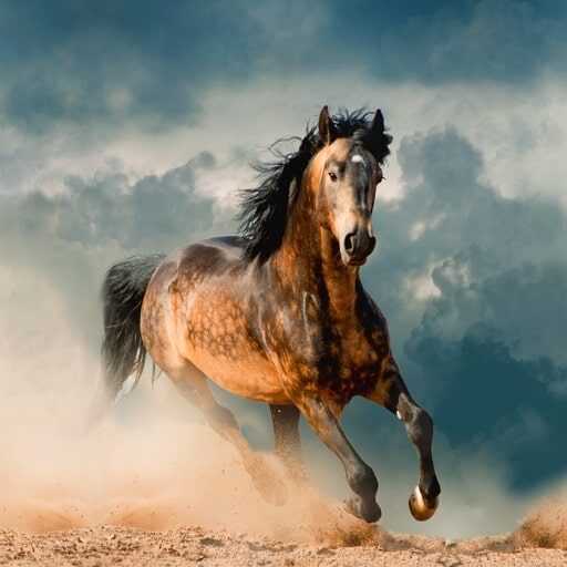 Horse Wallpaper