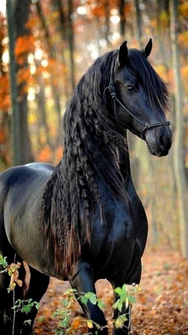 Horse Wallpaper