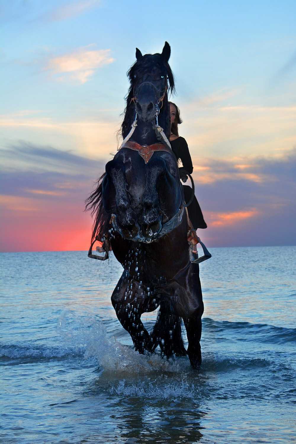 Horse Wallpaper
